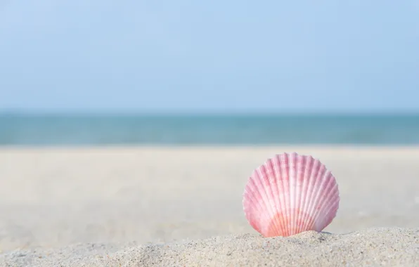 Картинка песок, море, пляж, макро, природа, ракушка