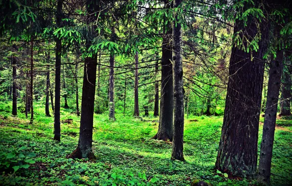 Лес, Россия, Russia, Forest