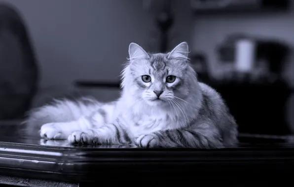Картинка кот, лежит, на столе, сибирский, породистый