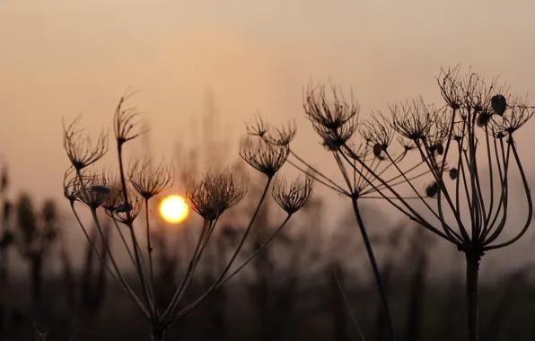 Sky, sunset, plant