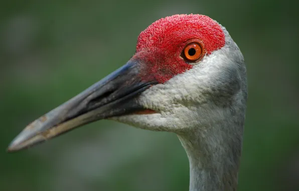 Bird, Closeup, Sandhill Crane