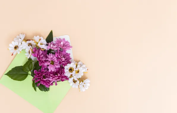 Картинка фиолетовый, цветы, фон, белые, хризантемы, конверт