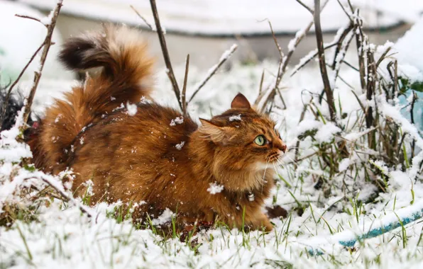 Зима, кошка, снежинки, игра, шерсть