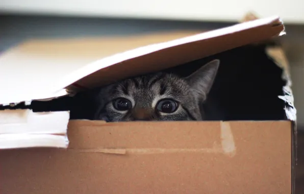 Картинка глаза, кот, взгляд, коробка