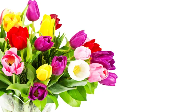 Цветы, букет, фиолетовые, тюльпаны, красные, белый фон, розовые, разноцветные
