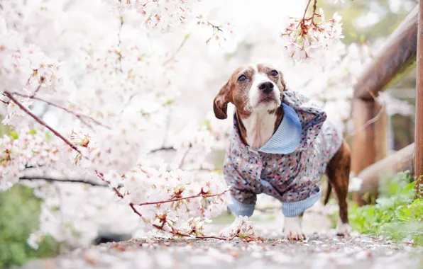 Картинка взгляд, друг, собака, весна