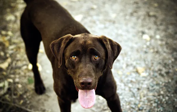 Взгляд, друг, собока