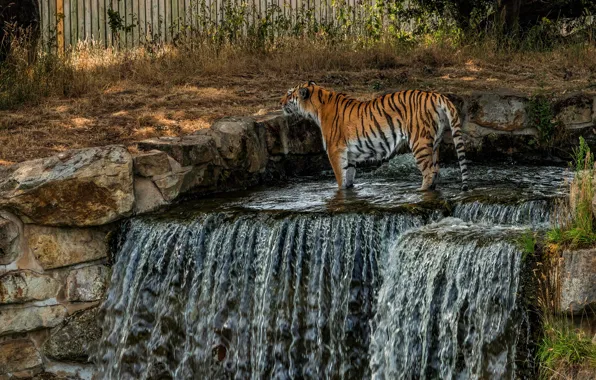 Картинка природа, тигр, камни, водопад, дикая кошка, зоопарк