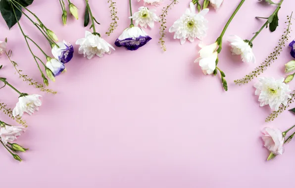 Цветы, white, белые, розовый фон, хризантемы, flowers, beautiful, romantic
