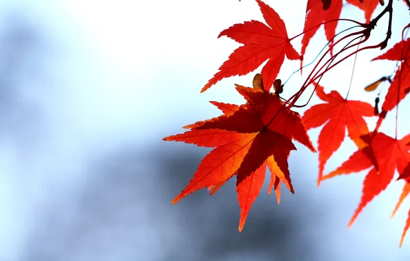 Осень, небо, листья, ветка, красные, клен