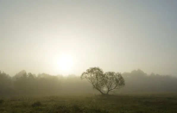 Картинка осень, туман, дерево, утро