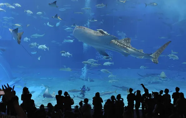 Люди, Япония, подводный мир, Окинава, churaumi aquarium