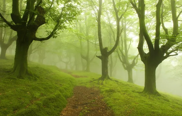 Картинка дорога, деревья, пейзаж, туман