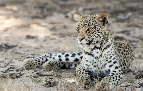 Природа, зверь, Kgalagadi leopard