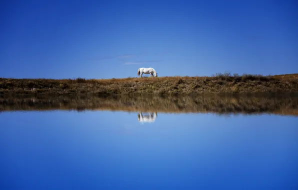 Картинка белый, небо, отражение, синева, конь, берег, лошадь, водоем