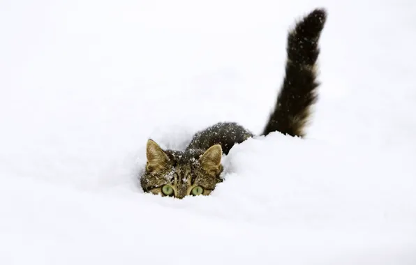 Зима, кот, снег, прячется
