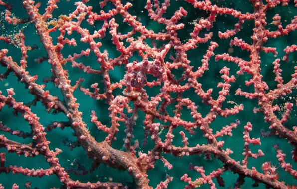 Картинка кораллы, маскировка, морской конёк