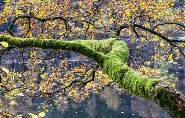 Картинка осень, листья, ветки, озеро, дерево, мох, Германия, Бавария