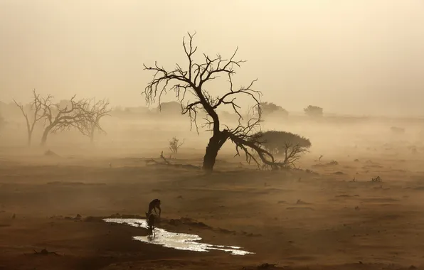 Картинка песок, туман, пустыня, Африка, водопой, антилопы, Намиб