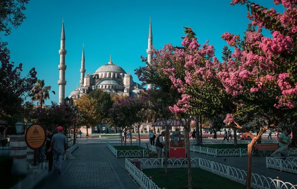 Парк, Турция, цветущие деревья, Daria Klepikova, Cтамбул