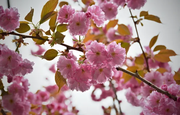 Картинка Цветы, розовые, цветение, pink, flowers, flowering