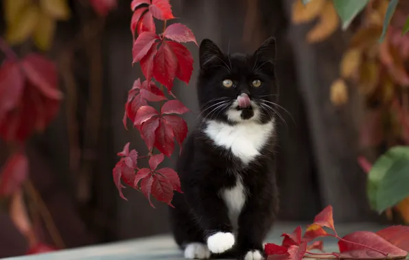 Картинка кошка, листья, котёнок, боке, котейка, Юрий Коротун