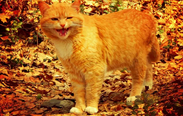 Лис, хищник, Кот, рыжий, мужчина, охота, охотник, 2014