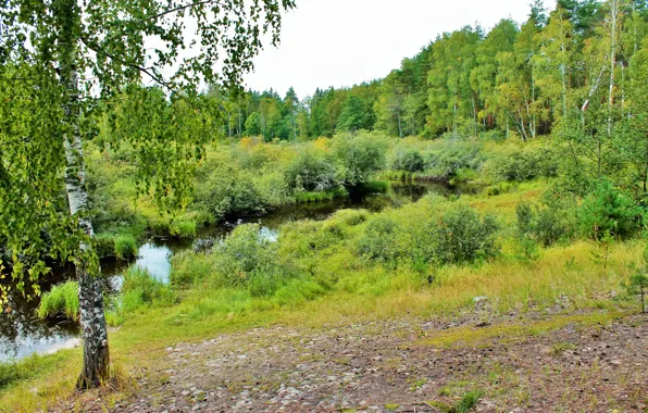 Лес, лето, река, береза, кустраник