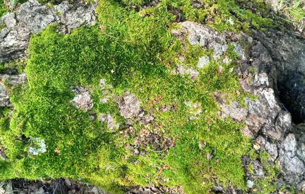 Дерево, мох, природа nature, фактура