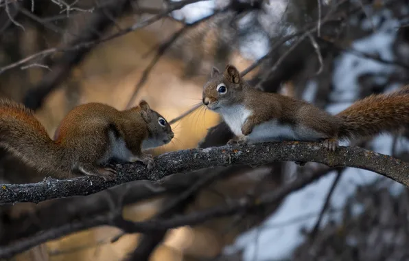 Картинка wallpaper, Forest, Animals, Branch, Squirrels