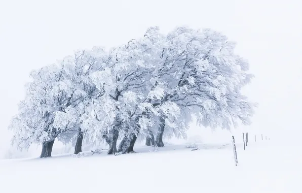 Картинка снег, деревья, забор
