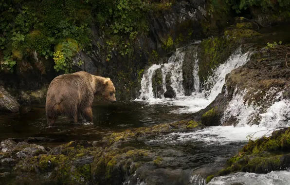 Картинка река, Аляска, каскад, Бурый медведь, Кадьяк