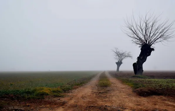 Картинка дорога, туман, дерево