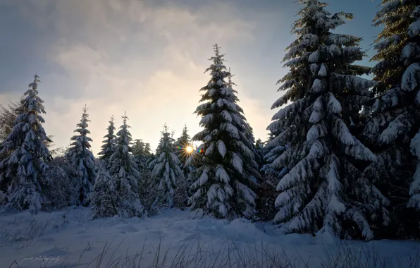 Зима, лес, солнце, снег, блики, Германия, Февраль, земли Гессен