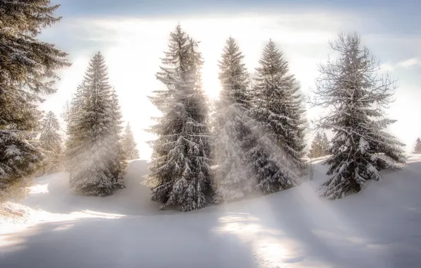 Картинка зима, лес, свет, туман