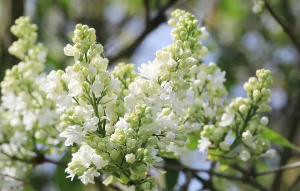 White, flower, spring, lilac, twig, blooming