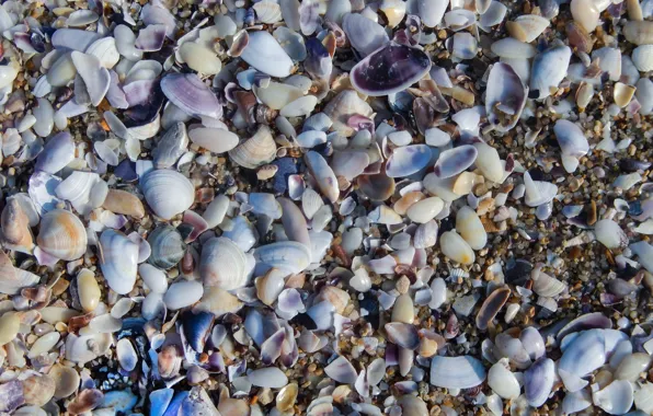 Море, widescreen, обои, wallpaper, ракушки, широкоформатные, background, обои на рабочий стол