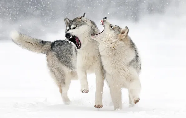 Nature, snow, predator, face, animal, wolf, wildlife, portrait