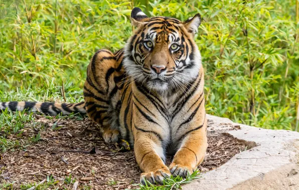 Картинка зелень, взгляд, морда, листья, ветки, природа, тигр, поза