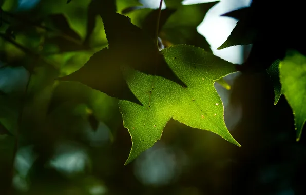 Зелень, листья, макро, свет, природа, фото, фон, обои