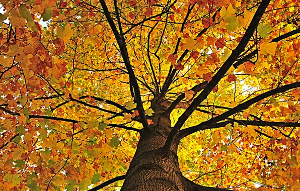 Осень, природа, дерево, листва