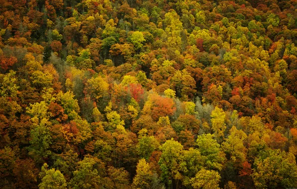 Осень, листья, деревья, природа, леса, осенние обои