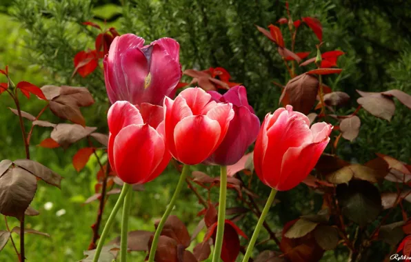 Зелень, Цветы, сад, flowers, garden