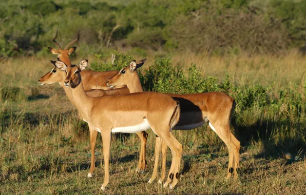 Группа, ЮАР, Импалы, Национальный парк Хлухлуве-Умфолози