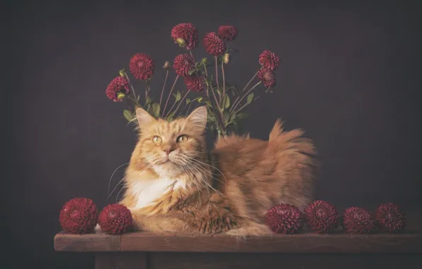 Кошка, кот, цветы