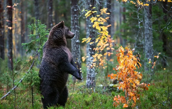 Картинка осень, лес, медведь, стойка, топтыгин