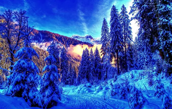 Зима, лес, пейзаж, горы