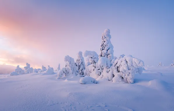 Зима, поле, лес, небо, свет, снег, деревья, природа