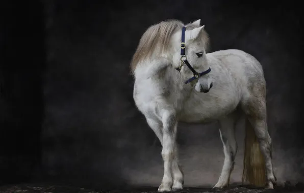 Картинка фон, пони, лошадка, Шетландский пони