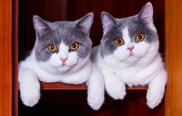 Взгляд, кошки, котята, полка, шкаф, парочка, дуэт, два котенка